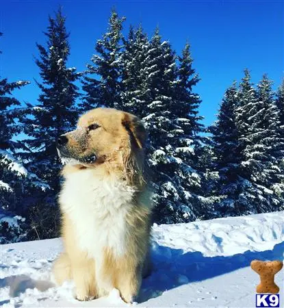 Alaskan Malamute stud dog