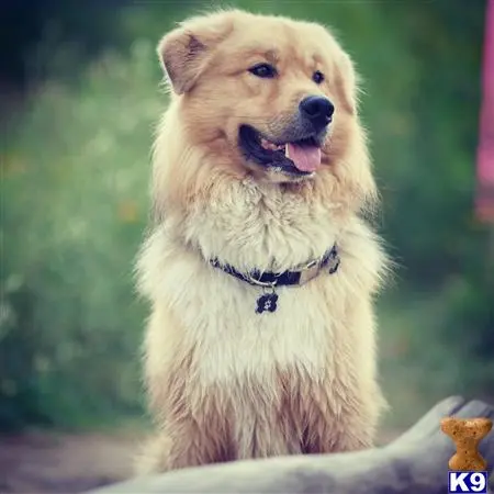 Alaskan Malamute stud dog