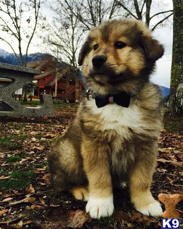 Alaskan Malamute stud dog