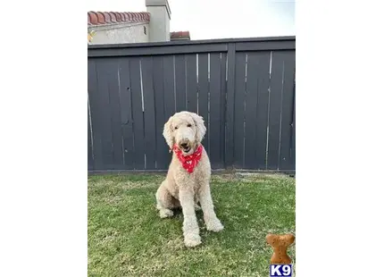 Goldendoodles