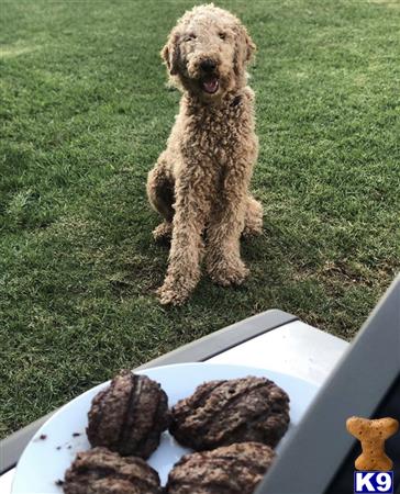 Goldendoodles stud dog