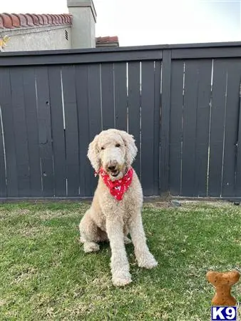 Goldendoodles stud dog