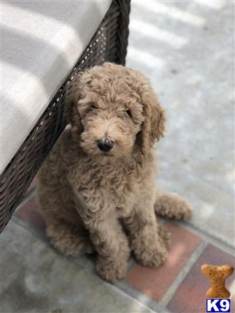 Goldendoodles stud dog