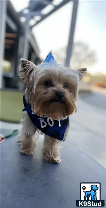 Yorkshire Terrier stud dog