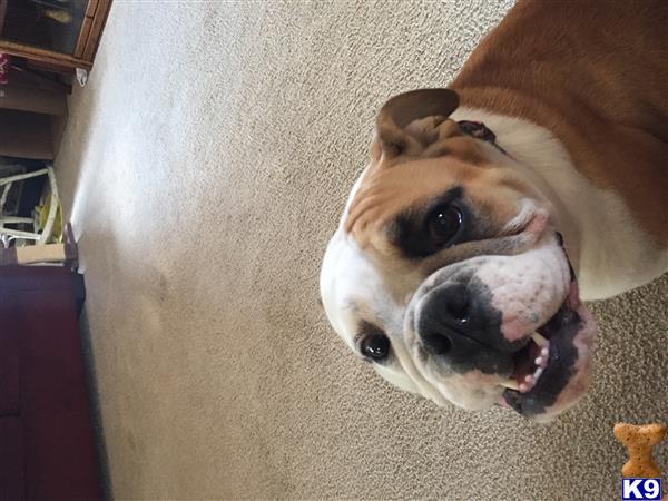 English Bulldog dog