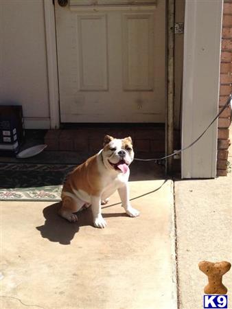 English Bulldog dog