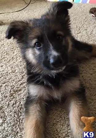 German Shepherd stud dog