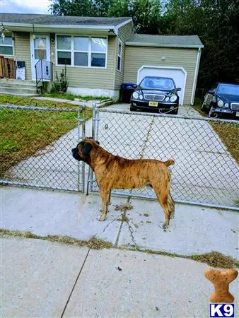 Bullmastiff stud dog