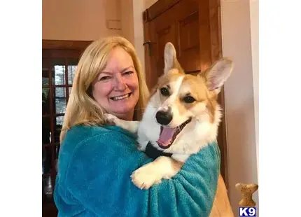 Pembroke Welsh Corgi female dog: Smiling woman holding a happy Pembroke Welsh Corgi indoors