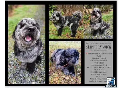 Goldendoodles stud dog: a collage of a goldendoodles dog