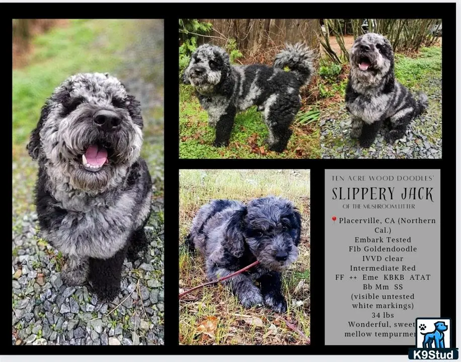 Goldendoodles stud dog: a collage of a goldendoodles dog