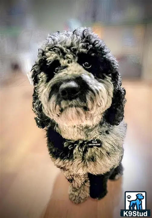 Goldendoodles stud dog: a goldendoodles dog wearing a bow tie