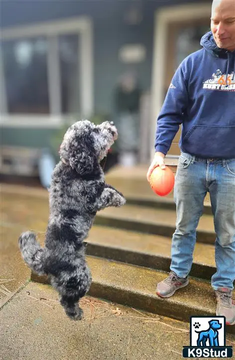 Goldendoodles stud dog: a person holding an orange and a goldendoodles dog