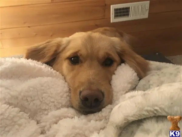 Golden Retriever female dog