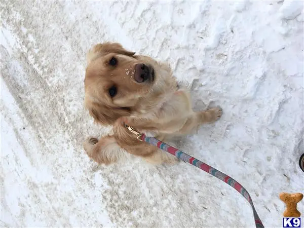 Golden Retriever female dog