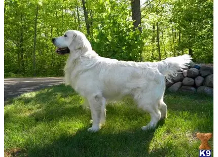 Golden Retriever stud dog: a white golden retriever dog standing on grass