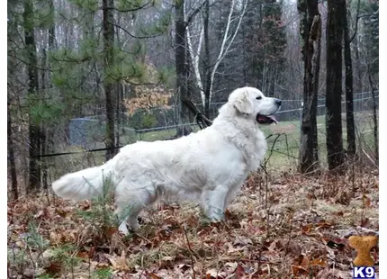 Golden Retriever stud dog: a white golden retriever dog in the woods