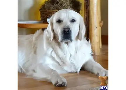 Golden Retriever stud dog: a white golden retriever dog lying on the floor