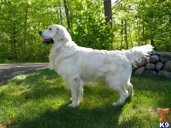 Golden Retriever stud dog: a white golden retriever dog standing on grass