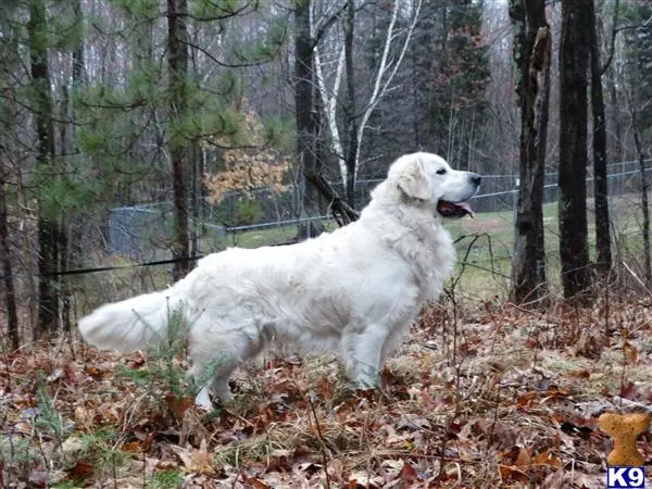Golden Retriever stud dog: a white golden retriever dog in the woods