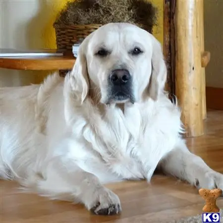 Golden Retriever stud dog: a white golden retriever dog lying on the floor