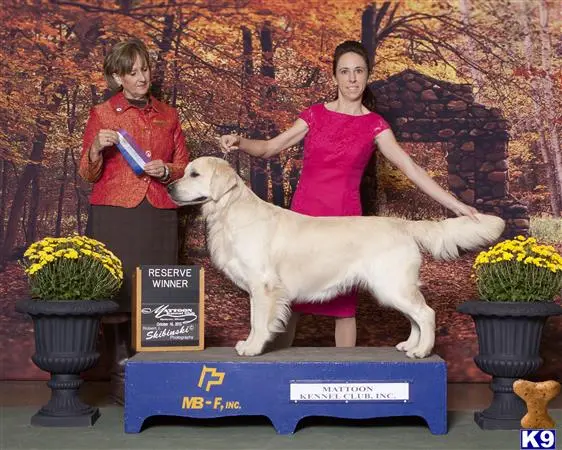 Golden Retriever stud dog: a person and a golden retriever dog posing with a statue of a person
