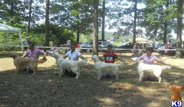 Golden Retriever stud dog: a group of people with sheep