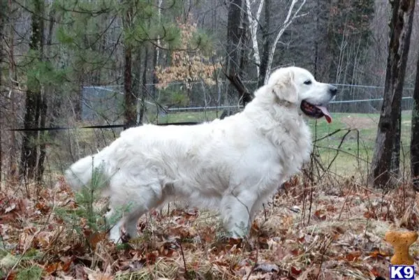 Golden Retriever stud dog: a white golden retriever dog in the woods