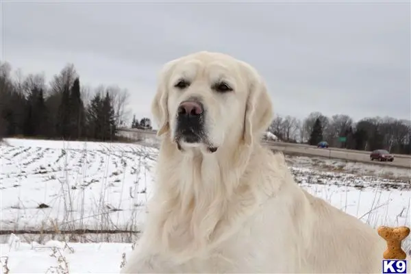 Golden Retriever stud dog: a white golden retriever dog in a snowy field