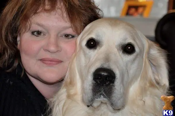 Golden Retriever stud dog: a person and a golden retriever dog