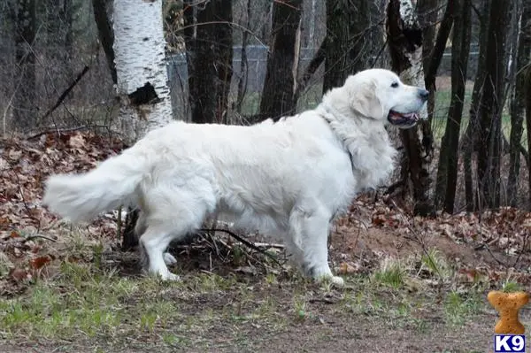 Golden Retriever stud dog: a white golden retriever dog in the woods
