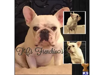 French Bulldog stud dog: a french bulldog dog with a sad face
