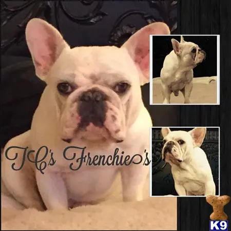 French Bulldog stud dog: a french bulldog dog with a sad face