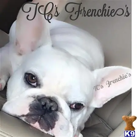 French Bulldog stud dog: a french bulldog dog lying down