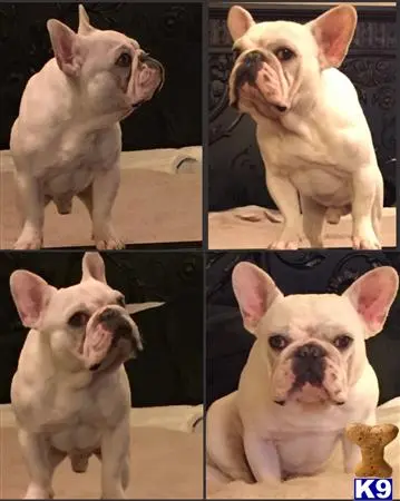 French Bulldog stud dog: a french bulldog dog with a knife in its mouth