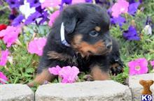 rottweiler puppy posted by teresawhittman