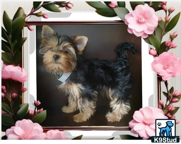 Yorkshire Terrier puppy for sale: a yorkshire terrier dog sitting on a ledge