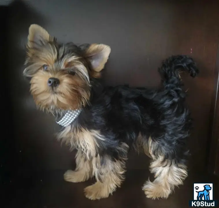 Yorkshire Terrier puppy for sale: a yorkshire terrier dog holding a stuffed animal