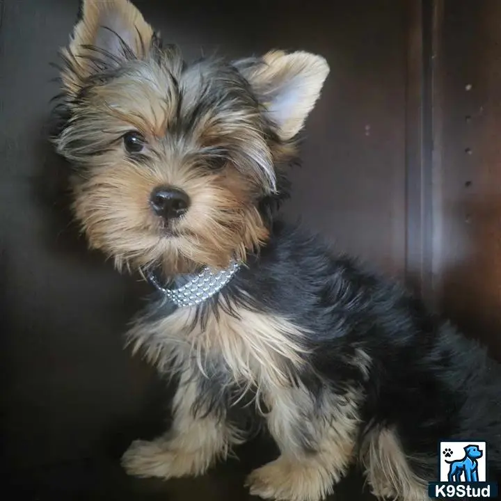 Yorkshire Terrier puppy for sale: a yorkshire terrier dog with a blue collar
