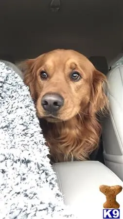 Golden Retriever stud dog