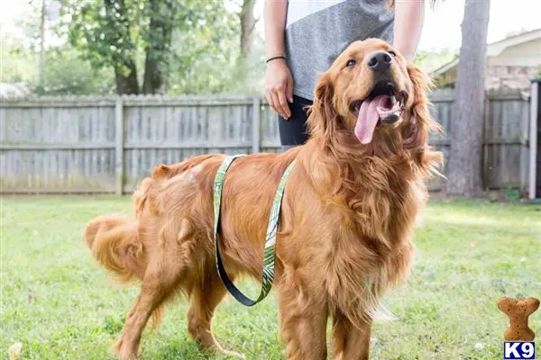 Golden Retriever stud dog