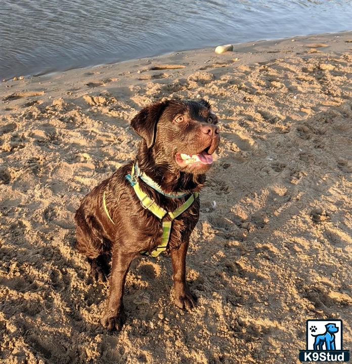 a labrador retriever dog sitting on a beach