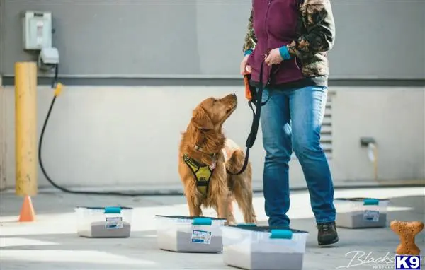 Golden Retriever stud dog