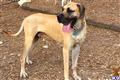 Great Dane stud dog: Fawn Great Dane standing with tongue out in a wooded area