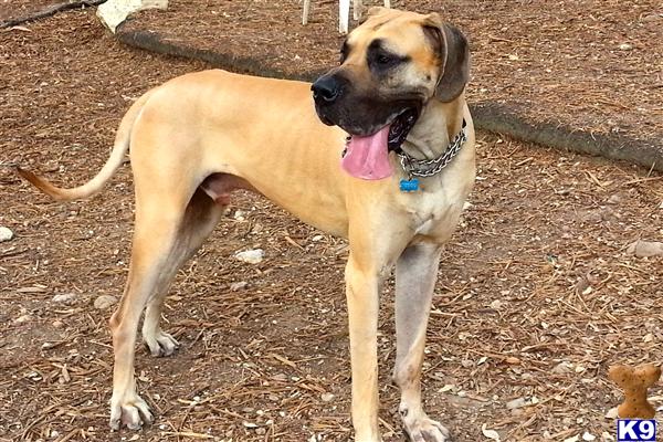 Great Dane stud dog