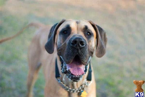 Great Dane stud dog