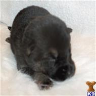 german shepherd puppy posted by terrijohn123