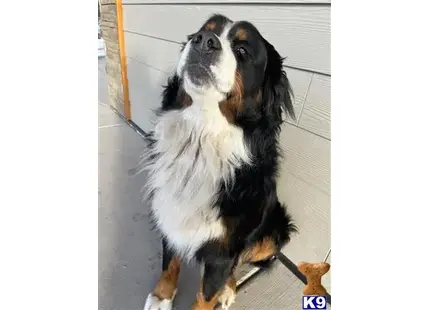 Bernese Mountain Dog stud dog: a bernese mountain dog dog standing on a porch