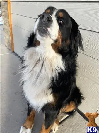 Bernese Mountain Dog stud dog: a bernese mountain dog dog standing on a porch