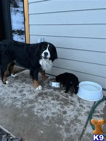 Bernese Mountain Dog stud dog: a bernese mountain dog dog and a cat in a doorway